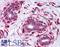 Lysine Demethylase 3B antibody, LS-B5023, Lifespan Biosciences, Immunohistochemistry paraffin image 