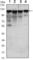 Hexokinase 1 antibody, abx015885, Abbexa, Western Blot image 