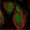 Proteoglycan 4 antibody, NBP1-89984, Novus Biologicals, Immunocytochemistry image 