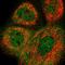 RCC1 Like antibody, HPA052184, Atlas Antibodies, Immunofluorescence image 