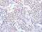 Actin Related Protein 3B antibody, LS-C401169, Lifespan Biosciences, Immunohistochemistry frozen image 