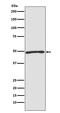 Autophagy Related 4C Cysteine Peptidase antibody, M09728, Boster Biological Technology, Western Blot image 