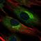 Biglycan antibody, NBP1-84971, Novus Biologicals, Immunofluorescence image 