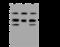 G Protein Subunit Beta 5 antibody, 201772-T36, Sino Biological, Western Blot image 