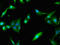 Poly(A) Binding Protein Interacting Protein 2 antibody, LS-C397195, Lifespan Biosciences, Immunofluorescence image 