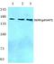EGFR antibody, A00023S1047, Boster Biological Technology, Western Blot image 