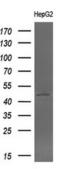 Betaine--Homocysteine S-Methyltransferase antibody, MA5-25054, Invitrogen Antibodies, Western Blot image 