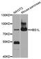 HBS1 Like Translational GTPase antibody, abx135955, Abbexa, Western Blot image 