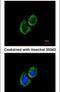 Aldehyde Dehydrogenase 2 Family Member antibody, PA5-27414, Invitrogen Antibodies, Immunofluorescence image 