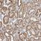 Fumarate Hydratase antibody, HPA025948, Atlas Antibodies, Immunohistochemistry paraffin image 