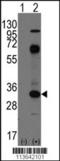 CD8 antibody, TA302179, Origene, Western Blot image 