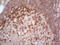 Microcephalin 1 antibody, LS-C339393, Lifespan Biosciences, Immunohistochemistry paraffin image 