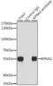 Karyopherin Subunit Alpha 2 antibody, GTX54349, GeneTex, Immunoprecipitation image 