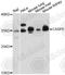 Caspase 6 antibody, LS-C331695, Lifespan Biosciences, Western Blot image 