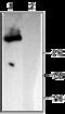 Inositol 1,4,5-Trisphosphate Receptor Type 1 antibody, GTX54759, GeneTex, Western Blot image 