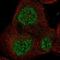 Protein Tyrosine Kinase 6 antibody, NBP1-89936, Novus Biologicals, Immunocytochemistry image 