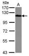 Drebrin 1 antibody, PA5-29346, Invitrogen Antibodies, Western Blot image 