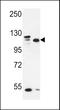 SEC24 Homolog C, COPII Coat Complex Component antibody, LS-C168932, Lifespan Biosciences, Western Blot image 