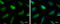 Fumarate Hydratase antibody, GTX110128, GeneTex, Immunofluorescence image 