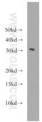 SH3 Domain Binding Glutamate Rich Protein Like 3 antibody, 12210-1-AP, Proteintech Group, Western Blot image 