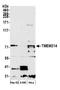 Transmembrane protein 214 antibody, NBP2-76372, Novus Biologicals, Western Blot image 