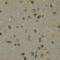 MYC Associated Factor X antibody, GTX54317, GeneTex, Immunohistochemistry paraffin image 