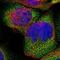 Carnitine O-Octanoyltransferase antibody, NBP1-85501, Novus Biologicals, Immunofluorescence image 