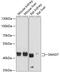 SMAD Family Member 7 antibody, 14-369, ProSci, Western Blot image 