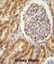 HIF3A antibody, abx025639, Abbexa, Immunohistochemistry paraffin image 