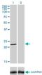 Frataxin antibody, H00002395-M03, Novus Biologicals, Western Blot image 