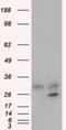 Glycine N-Methyltransferase antibody, NBP2-02634, Novus Biologicals, Western Blot image 