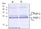 Placental Growth Factor antibody, DM3525, Origene, Western Blot image 