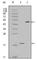 Survivin antibody, abx010443, Abbexa, Western Blot image 