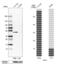 Salvador Family WW Domain Containing Protein 1 antibody, PA5-51639, Invitrogen Antibodies, Western Blot image 