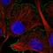 Calcium/Calmodulin Dependent Protein Kinase II Alpha antibody, HPA051785, Atlas Antibodies, Immunofluorescence image 