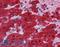 Glutathione S-Transferase Alpha 3 antibody, LS-B4337, Lifespan Biosciences, Immunohistochemistry frozen image 