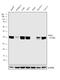 Paraoxonase 2 antibody, PA5-25663, Invitrogen Antibodies, Western Blot image 