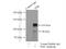 Promyelocytic Leukemia antibody, 21041-1-AP, Proteintech Group, Immunoprecipitation image 