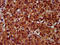 Epithelial Membrane Protein 2 antibody, LS-C680426, Lifespan Biosciences, Immunohistochemistry paraffin image 