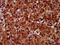 Epithelial membrane protein 2 antibody, LS-C680426, Lifespan Biosciences, Immunohistochemistry paraffin image 