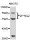 Dihydropyrimidinase Like 2 antibody, STJ111012, St John