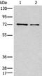Cyclin K antibody, PA5-68387, Invitrogen Antibodies, Western Blot image 
