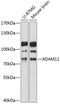 Disintegrin and metalloproteinase domain-containing protein 11 antibody, 15-449, ProSci, Western Blot image 