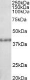 Suppressor Of Variegation 3-9 Homolog 2 antibody, LS-C55542, Lifespan Biosciences, Western Blot image 