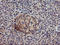 Diacylglycerol Kinase Alpha antibody, LS-C173602, Lifespan Biosciences, Immunohistochemistry frozen image 