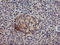 DGK-alpha antibody, LS-C173602, Lifespan Biosciences, Immunohistochemistry frozen image 