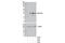 Apolipoprotein E antibody, 13366S, Cell Signaling Technology, Western Blot image 