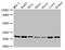 VPS29 Retromer Complex Component antibody, LS-C679995, Lifespan Biosciences, Western Blot image 