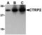 C1q And TNF Related 2 antibody, MBS150955, MyBioSource, Western Blot image 