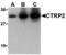 C1q And TNF Related 2 antibody, MBS150955, MyBioSource, Western Blot image 